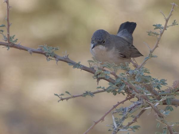 <h3>Sylvia mystacea / Menetries's warbler / Ménétriés' zwartkop</h3>OM-1 Mark II with OLYMPUS M.150-400mm F4.5 TC, 1/2000 sec at F5.6, ISO 2000, distance 12.1 m